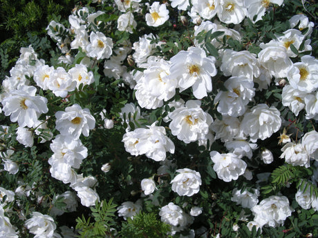 Fylld pimpinellros (Rosa spinosissima ’Plena’) – Finlands vita ros/Midsommarros: doftande, mycket härdig buskros med vita fyllda blommor, gula ståndare och svarta nypon; härdig till zon 8, bildar rotskott.