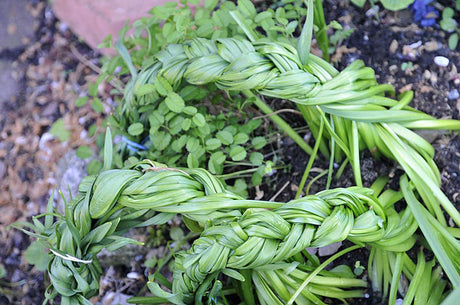 Flätade narcissblad bundna med bast döljer ful lökblast; rullade tulpanblad från vårblommande lökar göms under perenner som funkia/Hosta, prydnadsgräs och nävor.