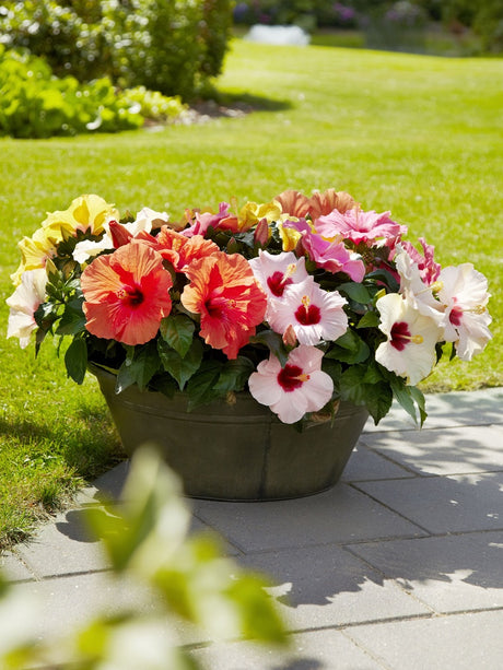 Blommande hibiskus (Hibiscus rosa-sinensis) i kruka med färgstarka blommor och mörkgröna blad – lättskött prydnadsväxt för soligt söderfönster och utomhus på sommaren.