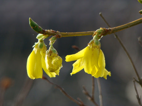 Forsythia beskĂ€rning pĂ„ vĂ„rvintern â underhĂ„llsbeskĂ€rning och föryngringsbeskĂ€rning med grensax för vacker form och riklig blomning i prydnadsbuskar