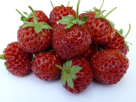 Framberry i kruka på balkong eller terrass – orangeröda bär med smak av hallon och jordgubbe; perfekt för stadsodling i sol eller halvskugga.