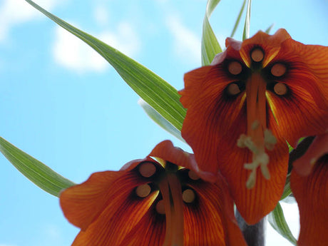 Doftsvag kejsarkrona (Fritillaria imperialis) – närbild inuti blomman; vårblommande lökväxt känd som stinkande liljan, forskning om doft och mullvadsavskräckning.