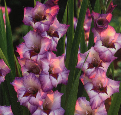 Gladiolus x gandavensis – gladiol/sabellilja i blom, storblommig hybrid för rabatt och snitt; plantering, skötsel och vinterförvaring i Sverige, soligt läge, väldränerad jord, upptagning av knölar efter frost