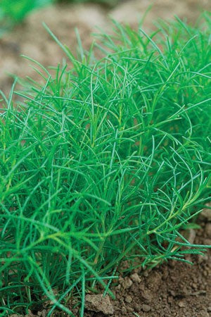 Glasört (Salicornia europaea) med köttiga, cylinderformade skott på lerig, saltpåverkad havsstrand; ätlig kustväxt, kallad zeekraal/havskorall, vanlig på västkusten.