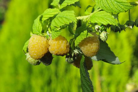 Gula hallon på buske i väldränerad, näringsrik trädgårdsjord – ekologisk hallonodling med svenskt virusfritt plantmaterial, mykorrhiza och krukodling; sorter som Golden Queen och Stor Gul.
