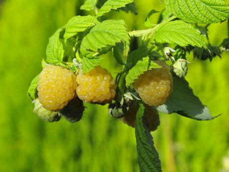 Gula hallon (Rubus idaeus, Rosaceae) på buske i trädgård – odling och skötsel: mullrik kalkfattig jord pH ~6, plantering, stöd, beskärning och gallring; sommar- och hösthallon (Golden Queen), hallonskottsjuka, hallonmask, skörd.