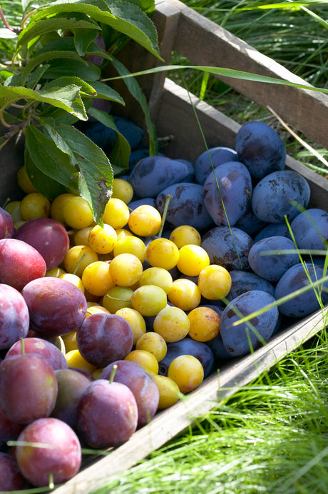 Halvsviskon, mirabeller och sviskon â plommonfrukter; odling, plantering och skötsel av plommontrĂ€d i vĂ€ldrĂ€nerad nĂ€ringsrik jord med spaljĂ©, vattning, kartgallring och skörd.
