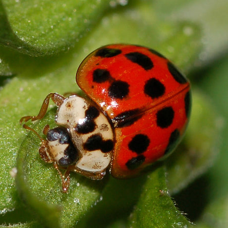 Harlekinnyckelpigan (Harmonia axyridis) – invasiv art med aggressiv expansion i Europa och Sverige; orange/röd med svarta prickar och M/W-halssköld; hotar inhemska arter.