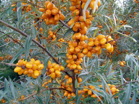 Havtorn (Hippophae rhamnoides) â tĂ„lig, vind- och salttĂ„lig buske för soliga, kustnĂ€ra lĂ€gen i sandig, kalkrik jord; tvĂ„byggare, vindpollinerad, Câvitaminrika bĂ€r.