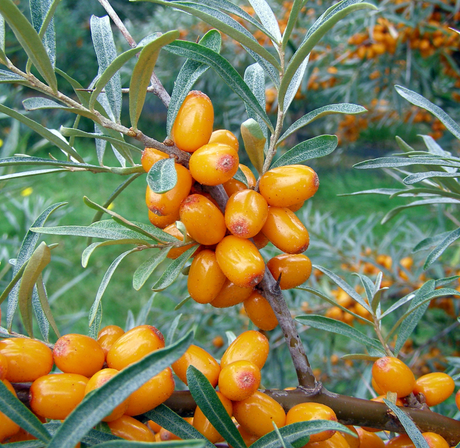 Närbild av havtorn ’Lotta’ med långsmala orange bär – svensk honplanta från SLU Balsgårds växtförädling; odlas med ’Svenne’, härdig till zon IV, ideal för hemträdgård, rik på vitamin C.