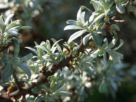 Havtorn (Hippophae rhamnoides) med gråaktiga, silverludna blad i kustnära miljö – salt- och vindtålig växt där bladhår och blågrått vaxlager minskar avdunstning och skyddar mot saltstänk.