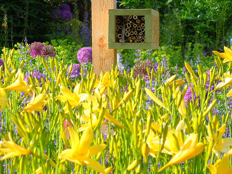 Daglilja Hemerocallis lilioasphodelus i blom – gul daglilja i perennrabatt med samplantering av vårstjärna (Scilla forbesii), iris och funkia för harmoniskt färgtema från vår till sensommar.