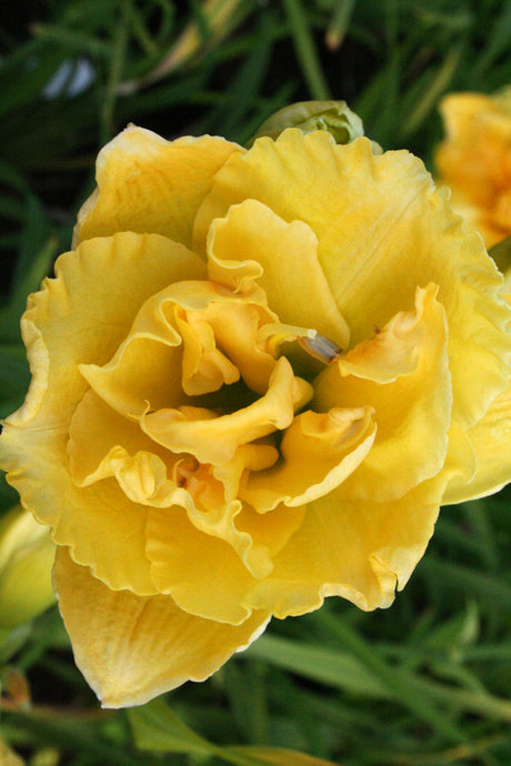 Daglilja Hemerocallis 'Yellow Submarine' â lĂ€ttodlad perenn med liljebladsliknande blad och klockformade blommor; riklig högsommarblomning i solig perennrabatt, fin med prydnadsgrĂ€s och solhatt.