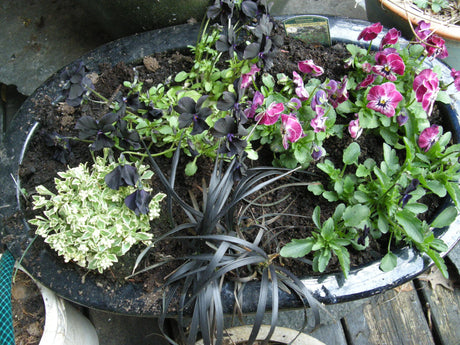 HöstfĂ€gring i kruka â mer Ă€n bara ljung: höstkruka med buskveronika (Hebe), prydnadskĂ„l, ormskĂ€gg (Ophiopogon), kĂ€rleksört (Sedum) och prydnadsgrĂ€s Carex, frosttĂ„liga perenner.