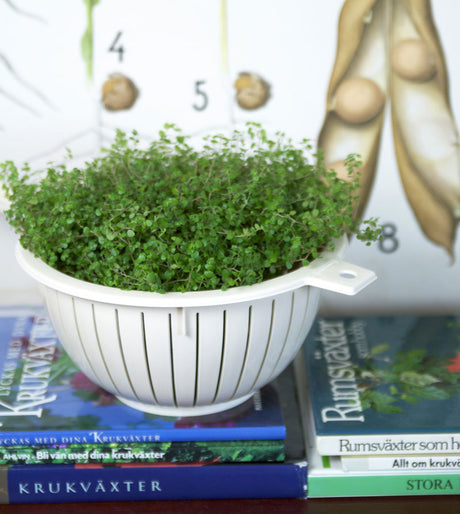 Hemtrevnad (Soleirolia soleirolii) i dekorativ kruka â mĂ„nadens blomma i november; tĂ€t, ljusgrön inomhusvĂ€xt för vintermörkret, lĂ€ttskött med ljus placering och jĂ€mnt fuktig jord; vacker ihop med fredskalla (Spathiphyllum wallisii)