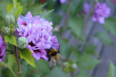 Hibiscus syriacus (frilandshibiskus) â hĂ€rdig, storblommig prydnadsbuske för svenska trĂ€dgĂ„rdar, sĂ€rskilt blĂ„ och vita sorter som Blue Bird och Red Heart, zon 2.