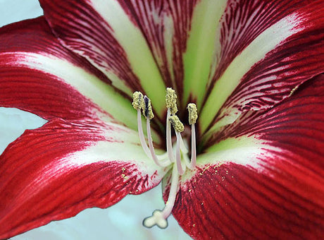 Hippeastrum 'Gilmar' â plantering av amaryllis i kruka med drĂ€neringshĂ„l: kruka tvĂ„ fingermĂ„tt bredare Ă€n löken, vĂ€ldrĂ€nerad blomjord pH 6,0â6,8 med sand/lecakulor, sparsam vattning och ljust lĂ€ge; skötsel efter blomningen med vila och omplantering.