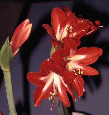 Amaryllis Hippeastrum gracilis 'Naughty Lady' â gracil jul- och vinterblomma, Ă€ven som snittblomma; skötselrĂ„d för plantering, vattning, viloperiod och ny blomning