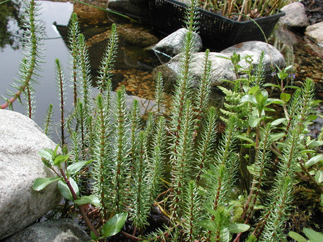 Hippuris vulgaris (hĂ€stsvans) som sumpvĂ€xt i formpressad damm i mindre trĂ€dgĂ„rd â robust vattenvĂ€xt som gynnar biologisk balans och motverkar algtillvĂ€xt.