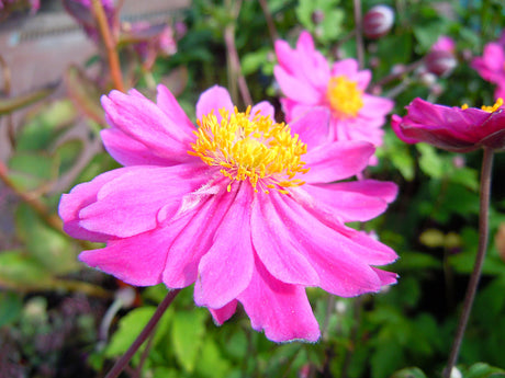 Höstanemon Anemone hupehensis 'Pamina' i rosa blom under sensommar, Växthusets utegård – Östasiatiska vindar, Trädgårdsföreningen Göteborg
