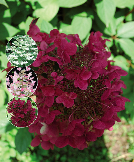 Vipphortensia Hydrangea paniculata 'Wim's Red' i blom, stora 20–30 cm blomklasar som skiftar från vitt via ljusrosa till mörkrosa/vinrött, röda skott och honungsdoftande blommor på sensommar/höst.