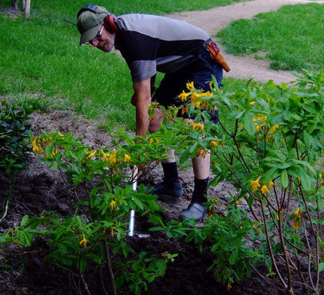 PĂ„ vĂ„ren â en planteringstid: plantera trĂ€d, buskar och perenner. AvenbokshĂ€ck, krukodlade och barrotade plantor, stor planteringsgrop, noggrann vattning för etablering.