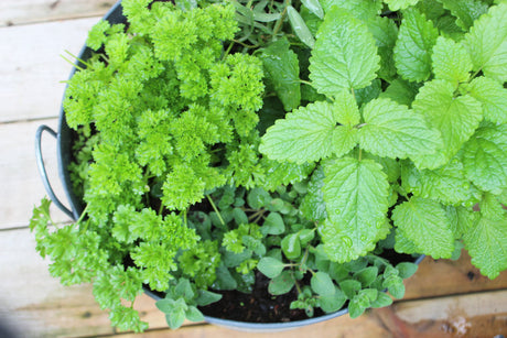 Potatisodling i kruka, tomatodling i korg och örtodling i kruka â sĂ€ttpotatis, kupning, tjuva, drĂ€neringshĂ„l, gödsel och jĂ€mn vattning.