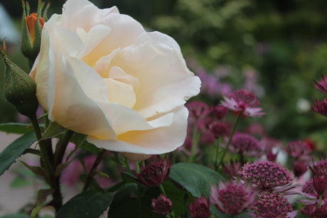 Frodig sommartrĂ€dgĂ„rd med kantnepeta och Albaros; lavendel, kaprifol, chokladblomma och daggkĂ„pa i harmonisk rabatt som lockar pollinatörer â hĂ„llbar trĂ€dgĂ„rdsinspiration av Anna Theorin.