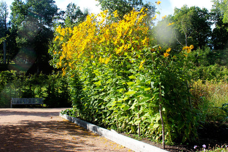 Rödskalig jordärtskocka (Helianthus tuberosus, Asteraceae) – odling av inulinrika knölar i mullrik sandjord; flerårig, härdig gröda för full sol och sen höstskörd.
