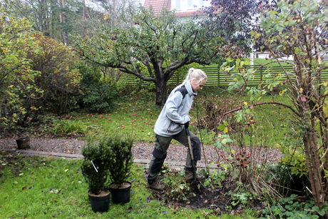 Höstplantering: plantera på hösten i tjälfri, grävbar jord för snabb etablering. Träd, buskar och häckar med naturlig vattning; fixa rotsnurr på krukodlat, barrotade plantor och sätt vårlökar.