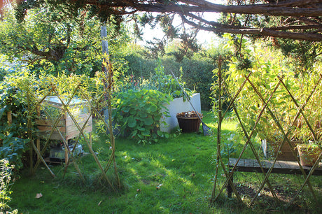 Höst i trädgården i oktober med löv och lövkorg – täck rabatter och pallkragar, plantera pioner och rosor, sätt vitlök och driva amaryllis, höstfint med perenner som alunrot.