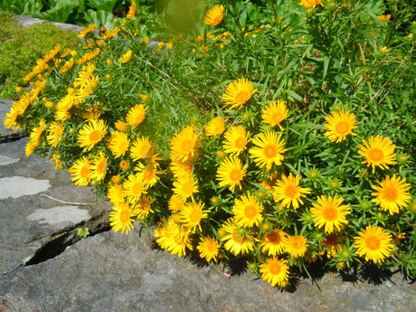 Svärdkrissla (Inula ensifolia) i stenparti – låg, buskig perenn med smala svärdformade blad och solgula blommor som blommar juli–september; trivs i full sol och väldränerad jord, tål torka och lockar fjärilar.