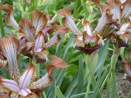 Iris stolonifera – sällsynt, dramatiskt mörk iris i grått, svart och brunt; exklusiv samlarväxt som kräver skydd mot vinterfuktighet vid odling i nordiskt klimat.