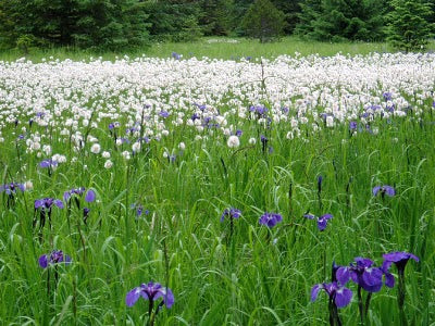 Iris setosa i blom – Bloggkollen på Odla.nu inspirerar trädgårdsblogg, odling och växtförökning; svensk trädgårdsodling, foto Peter Gaunitz