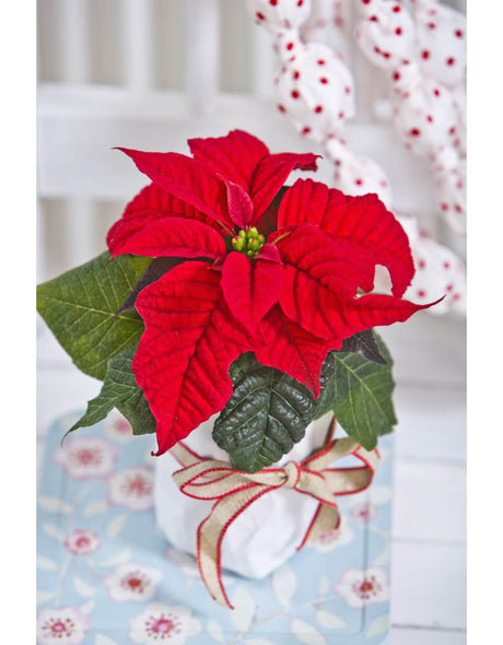 Julstjärna (Poinsettia) med röda färgade högblad och gulgröna knoppar – skötsel: ljust läge, rumstemperatur ca 20°C, vattna sparsamt, undvik drag och kyla.