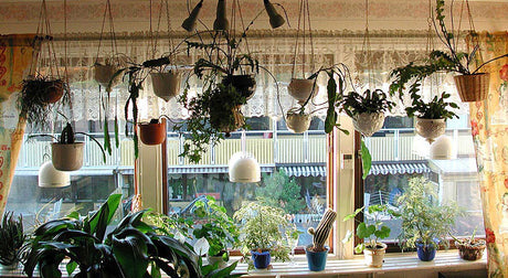 Kaktusfönster med bladkaktusar – julkaktus (Schlumbergera), novemberkaktus och påskkaktus (Hatiora), epifytiska Epiphyllum/Disocactus-krukväxter; odling, skötsel, vattning, vintervila och blomning i ljust svalt öster- eller västerfönster.