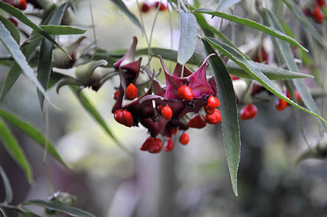 Kaspenbenved (Euonymus quinquecornutus) i höstträdgård – prydnadsbuske med narrhattlik fröställning och hängande orange bär; inspirerande bärväxt bland buskar och träd med gula eller orange bär.