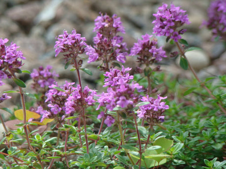 Timjan â Katarinas krönika om skördetid: skörda örter en solig förmiddag före blomning och bevara kryddvĂ€xter genom lufttorkning, ugn/mikro-torkning och torrfrysning; odling i kruka, rabatt och pĂ„ balkong.