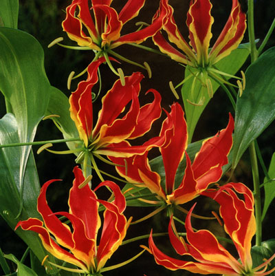 Klänglilja, Gloriosa superba 'Rotschildiana', med bakåtböjda röd-gula krusiga blomblad och klängen på spaljé – exotisk och giftig krukväxt från knöl, lättodlad, även för utomhusodling och som snittblomma
