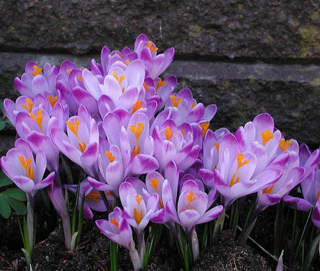 Krokus i kruka och rabatt – tidig vårblomning av frosttåliga, fördrivna vårlökar för balkonglådor, altankrukor och trädgård.