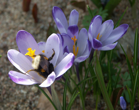 Bi pollinerar blommande krokus – pollinatörsvänlig lökplantering för tidig vår som ger nektar och pollen till humlor, bin och fjärilar.