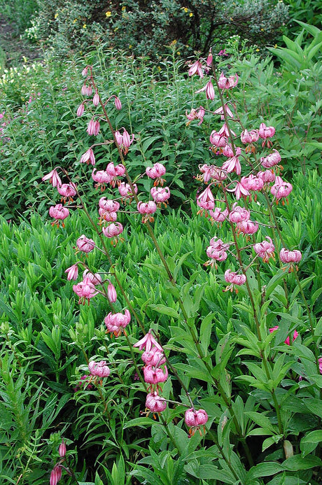Krollilja (Lilium martagon) i svensk trĂ€dgĂ„rd â hĂ€rdig skugglilja/turbanlilja i halvskugga; odling, skötsel och egenskaper för martagonliljor i nordiskt klimat.