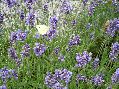 FjĂ€rilar pĂ„ blommande lavendel i solig, doftande fjĂ€rilsrabatt pĂ„ KrusmyntagĂ„rden â nektarrika fjĂ€rilsvĂ€xter i trĂ€dgĂ„rd som lockar pollinatörer som fjĂ€rilar och bin.