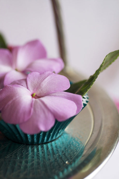 Lyckliga Lotta (Impatiens hawkeri) i kakformen â fĂ€rgstark vĂ„rblomma och krukvĂ€xt för fönsterodling i mars; trivs ljust i halvskugga, hĂ„ll jorden jĂ€mnt fuktig och ge nĂ€ring varje vecka.