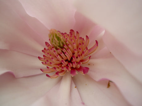 Magnolia 'Jane' i närbild – blomma i blomman, foto av Tommy Högberg för Odla.nu:s Veckans bild; vacker magnolia och trädgårdsinspiration i naturen.