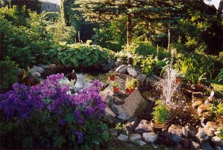 SommarkĂ€nsla i grönskande trĂ€dgĂ„rd med stenlĂ€ggning, fĂ„gelbad och damm, omgiven av Funkior, Aklejor, rosor, Rhododendron och enar â lummig svensk sommartrĂ€dgĂ„rd.