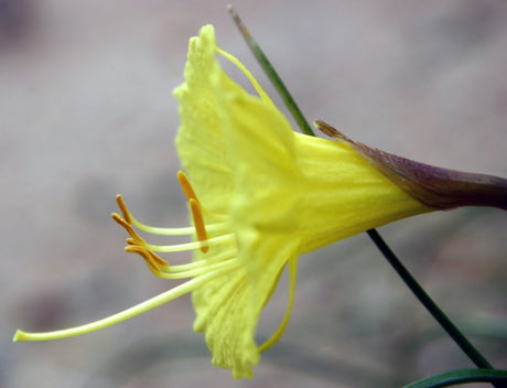 Blommande Narcissus romieuxii i Göteborgs botaniska trädgårds lökträdgård, utvecklad av Henrik Zetterlund; belönad av Gröna Pennklubben 2011 och kopplad till SKUD