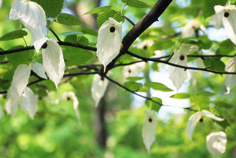 NĂ€sdukstrĂ€det (Davidia involucrata) blommar i Göteborgs botaniska trĂ€dgĂ„rd med vita nĂ€sdukar â sĂ€llsynt kinesiskt prydnadstrĂ€d, Ă€ven kallat duvtrĂ€d/spöktrĂ€d.