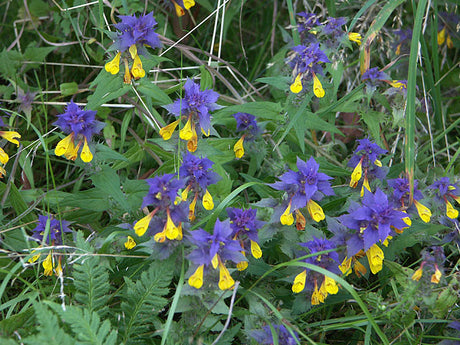 Natt och dag (Melampyrum nemorosum) i blom â blĂ„violetta och gula vĂ„rblommor som bildar mattor i lundar och skogsbryn i södra Sverige; del av vĂ„rens flora med arter som vitsippa, gullviva, vĂ„rlök och liljekonvalj.