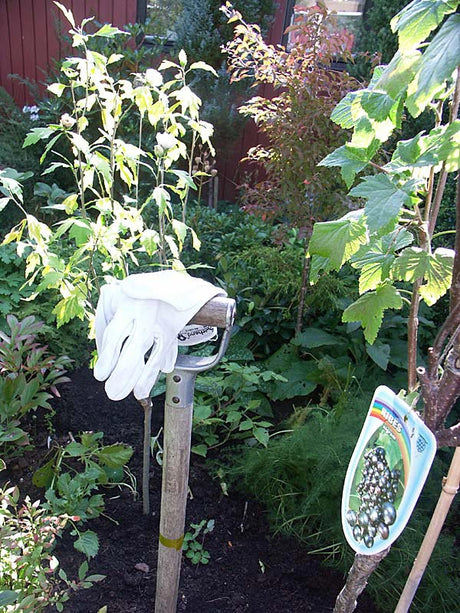 Nyplanterade buskar i trĂ€dgĂ„rden pĂ„ hösten â höstplantering av lövfĂ€llande buskar och hĂ€ckvĂ€xter för starkt rotsystem; grĂ€v stor grop, blanda kogödsel, vattna vĂ€l och undvik sen plantering av vintergröna.